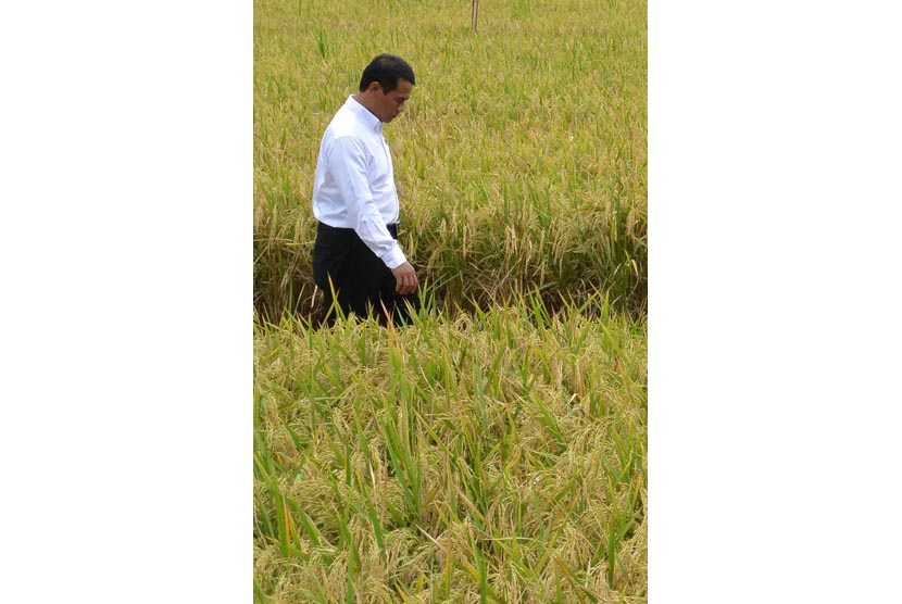 Menteri Pertanian Andi Amran Sulaiman berjalan di pematang sawah usai memanen padi perdana di Desa Rambigundam, Rambipuji, Jember, Jawa Timur, Rabu (3/2).