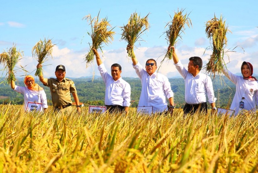 Menteri Pertanian Andi Amran Sulaiman dan Wakil Gubernur Jawa Barat Deddy Mizwar melakukan panen padi bersama stakeholder lainnya di Garut, Jawa Barat, Selasa (6/2).