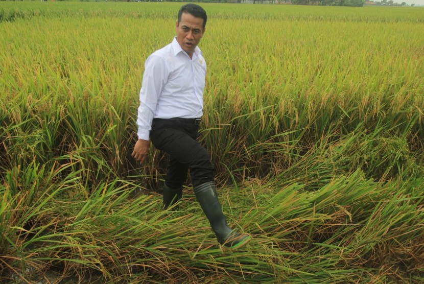Menteri Pertanian Andi Amran Sulaiman melihat proses panen padi menggunakan mesin Combine Harvester saat panen raya di Cikedung, Indramayu, Jawa Barat, Rabu (30/3).