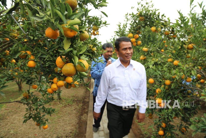 Menteri Pertanian Andi Amran Sulaiman memberi bantuan gratis satu juta benih jeruk keprok dan pupuk kepada masyarakat, beberapa waktu lalu. (Ilustrasi)