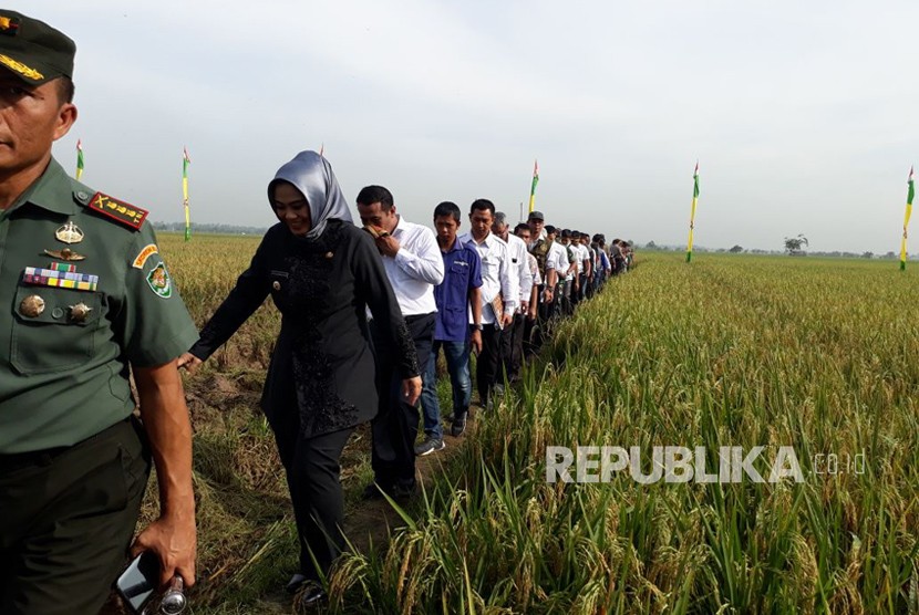 Menteri Pertanian Andi Amran Sulaiman menyaksikan panen seluas 800 hektare di Kecamatan Karawang Barat, Kabupaten Karawang, Jawa Barat, Rabu (3/1).