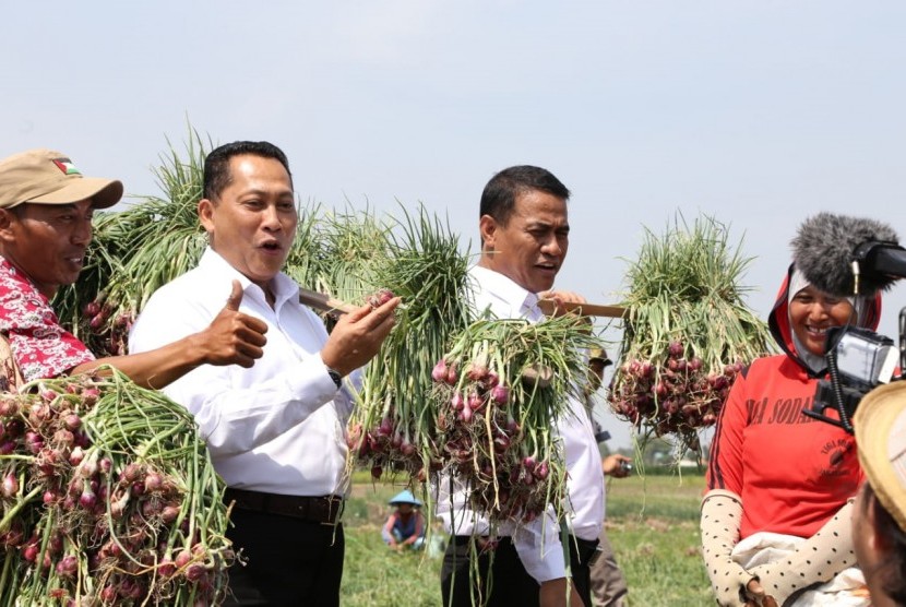 Menteri Pertanian Andi Amran Sulaiman sedang memanen bawang merah