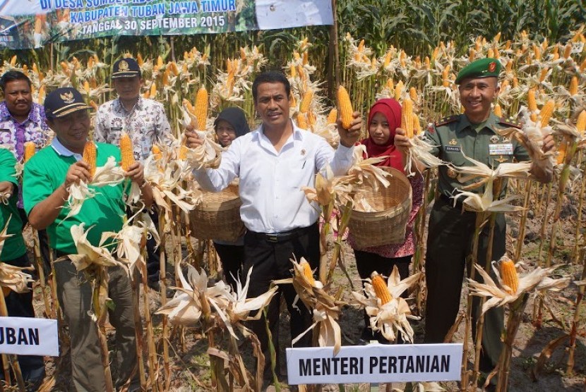 Menteri Pertanian (Mentan) Amran Sulaiman bersama Bupati Tuban, Fahtul Hudan dan Pangdam V Brawijaya, Mayjen TNI Sumardi dan Kepala dinas provinsi jatim Wibowo Eko Putro turut menyaksikan panen di desa Tuban, Rabu (30/9).