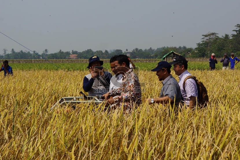 Menteri Pertanian (Mentan) Andi Amran Sulaiman bersama Plt. Bupati Karawang, Cellica Nurachadiana dan pihak Institut Pertanian Bogor (IPB) melakukan panen raya padi di Desa Mekar Asih, Kecamatan Banyu Sari, Karawang.