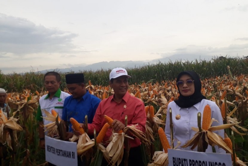 Menteri Pertanian (Mentan) Andi Amran Sulaiman melakukan panen jagung di Desa Randu Merak, Kecamatan Paiton, Kabupaten Probolinggo, Rabu (16/1).