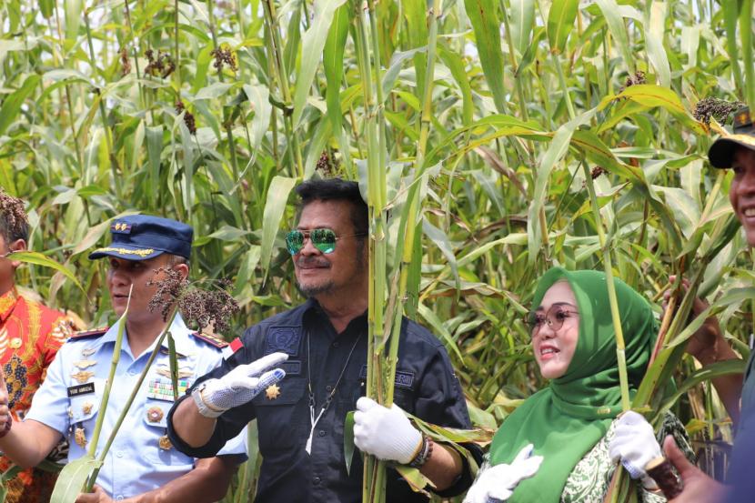 Menteri Pertanian (Mentan) RI, Syahrul Yasin Limpo melakukan panen Sorgum di Desa Carangrejo Kecamatan Kesamben, Jombang, Jatim, Kamis (15/9/2022). 