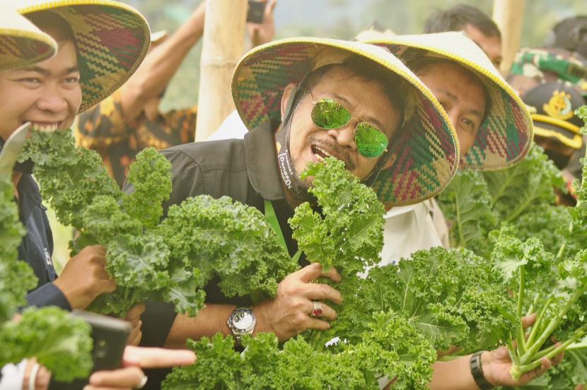 Menteri Pertanian (Mentan) Syahrul Yasin Limpo memanen sayur kale, di kebun Sayur Organik Merbabu (SOM) Kelompok Tani Citra Muda, Dusun Sidomukti, Desa Kopeng, Kecamatan Getasan, Kabupaten Semarang, Jawa Tengah, Sabtu (27/6). Mentan menegaskan sektor pertanian memiliki peluang besar menjadi penyangga ekonomi nasional di era kenormalan baru Covid-19.