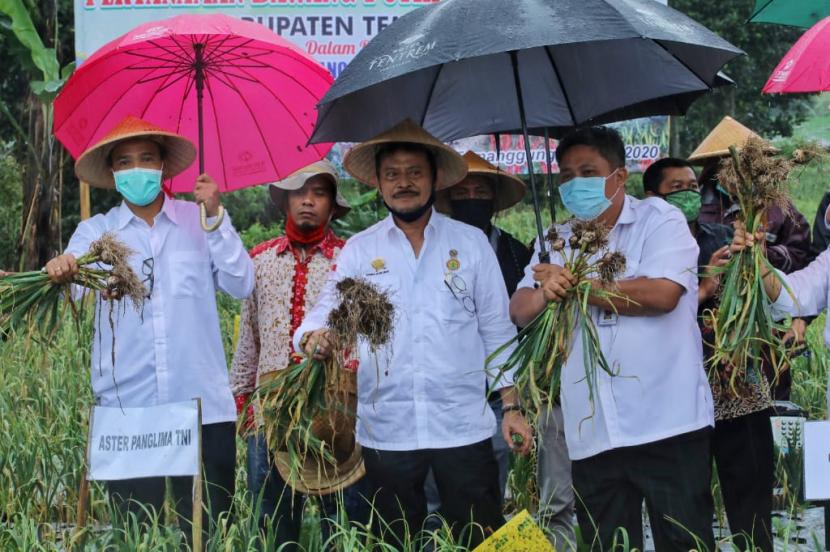 Menteri Pertanian Syahrul Yasin Limpo bersama sejumlah Dirjen Kementan melakukan panen bawang putih di lereng Gunung Sumbing Desa Petarangan, Kledung, Kabupaten Temanggung, Jawa Tengah.