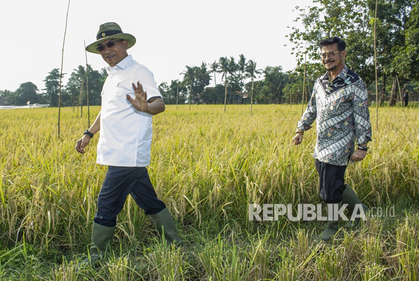 Menteri Pertanian Syahrul Yasin Limpo (kanan) bersama Kepala Staf Kepresidenan Moeldoko berjalan menuju lahan pertanian saat melakukan kunjungan kerja giat panen padi varietas Super Genjah M70D di Desa Curug, Klari, Karawang, Jawa Barat, Kamis (7/11/2019).