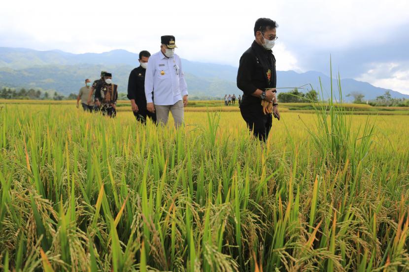 Menteri Pertanian Syahrul Yasin Limpo (kanan) didampingi Gubernur Aceh Nova Iriansyah (kedua kanan) dan sejumlah pejabat daerah berjalan di pematang sawah saat meninjau lahan pertanian di area persawahan Desa Blang Miro, Simpang Tiga, Aceh Besar, Aceh, Jumat (4/3/2022). 