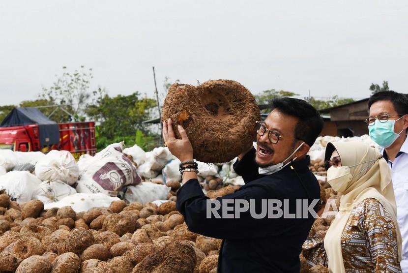 Menteri Pertanian, Syahrul Yasin Limpo, mengatakan, sejak tahun 2020, Kementan telah mengembangkan komoditas Porang secara optimal dengan mendorong baik hulu maupun hilir. (ilustrasi)