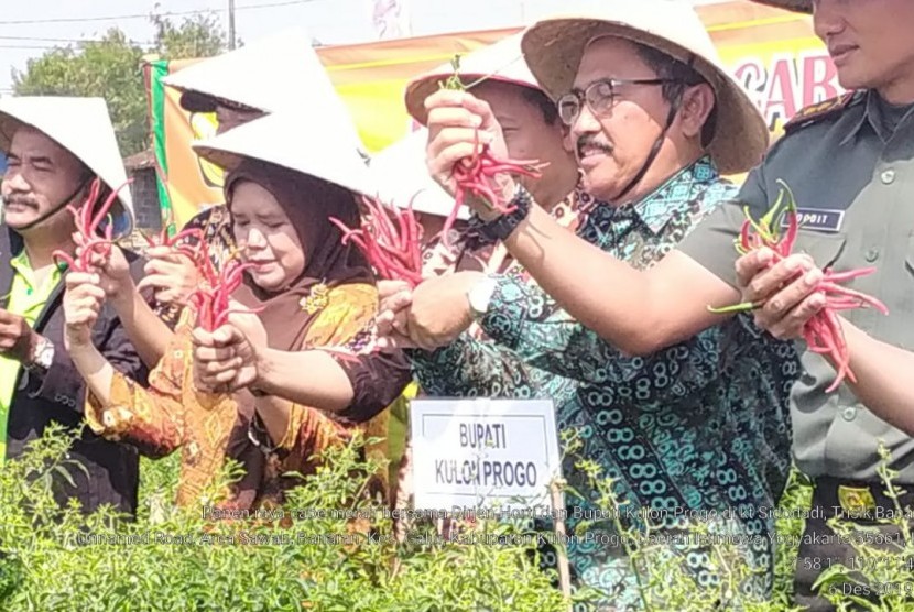 Kasubdit Cabai Direktorat Jenderal Hortikultura, Mardiyah, melakukan panen raya cabai di Trisik Banaran Kecamatan Galur, Kabupaten Kulonprogo, Jumat (6/12).