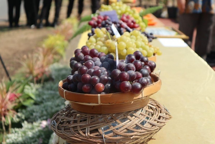 Menteri Pertanian, Syahrul Yasin Limpo menamakan varietas anggur baru hasil inovasi Badan Litbang Pertanian, Kementerian Pertanian dengan nama “Jan Ethes SP1”.