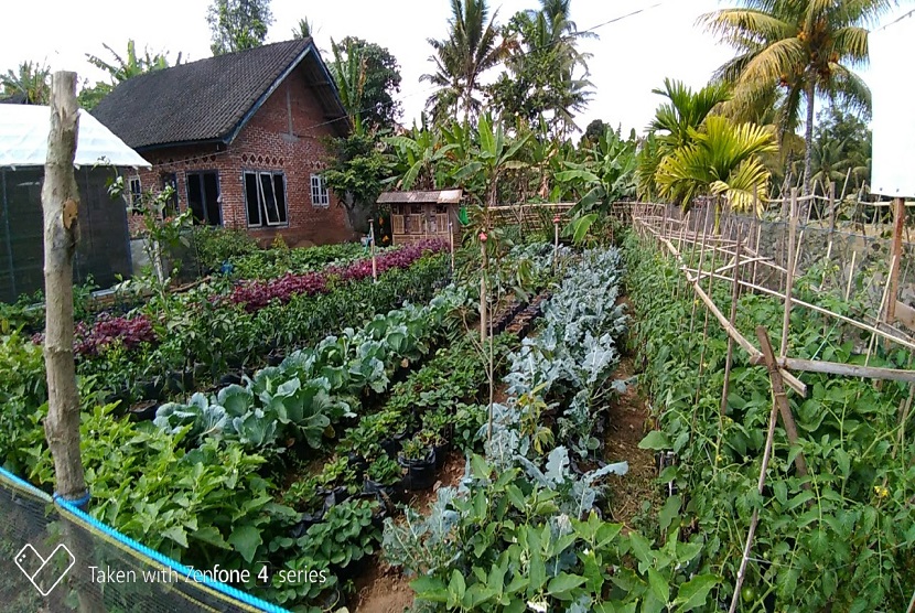 Menteri Pertanian Syahrul Yasin Limpo mengatakan, pihaknya akan memberikan bantuan berupa sarana produksi pertanian yang diharapkan mampu mendorong petani untuk berproduksi, termasuk pemanfaatan pekarangan.