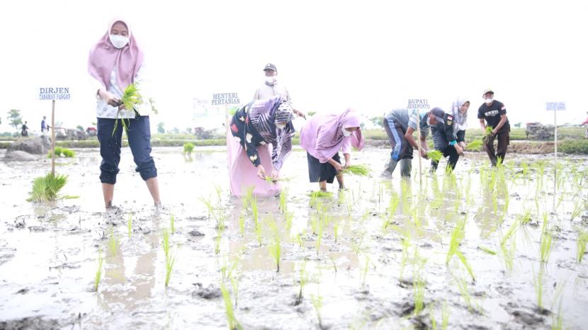 Menteri Pertanian Syahrul Yasin Limpo menggelar Tanam perdana padi sekaligus pencanangan perdana indeks pertanaman (IP) 300 atau penanaman 3 kali setahun (padi-Padi-jagung).