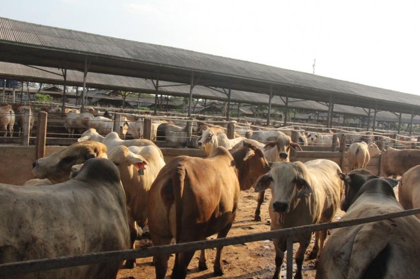 Menteri Pertanian Syahrul Yasin Limpo (Mentan SYL) bergerak cepat memastikan ketersediaan sapi potong dan daging beku guna memenuhi kebutuhan menjelang Hari Besar Keagamaan Nasional (HBKN) yakni bulan Ramadhan dan Lebaran.