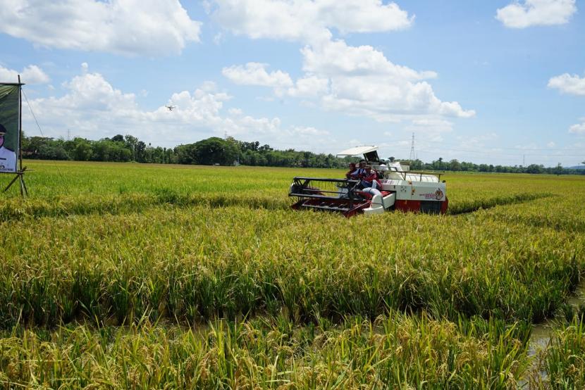 Menteri Pertanian (Mentan), Syahrul Yasin Limpo, menyebut panen raya padi oleh petani secara nasional sudah mulai berjalan secara bertahap memasuki puncak panen raya pada Bulan Maret-April 2023. (ilustrasi).
