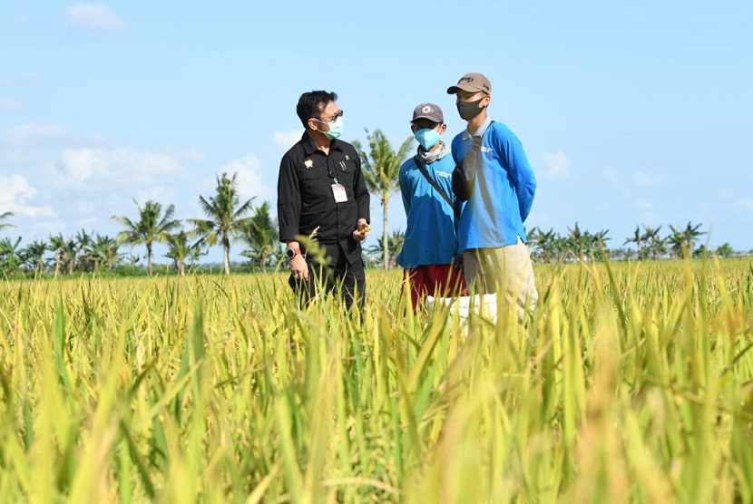 Petani padi di Makassar, Sulawesi Selatan. (Ilustrasi).