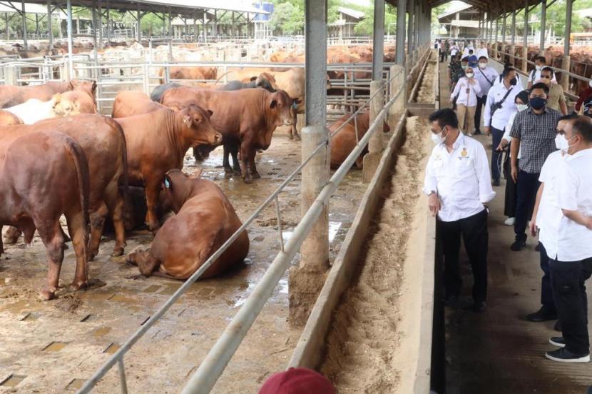 Menteri Pertanian Syahrul Yasin Limpo (Mentan SYL) melakukan kunjungan ke peternakan sapi di wilayah Tangerang, Banten untuk memastikan ketersediaan sapi siap potong untuk masyarakat aman dan tercukupi.