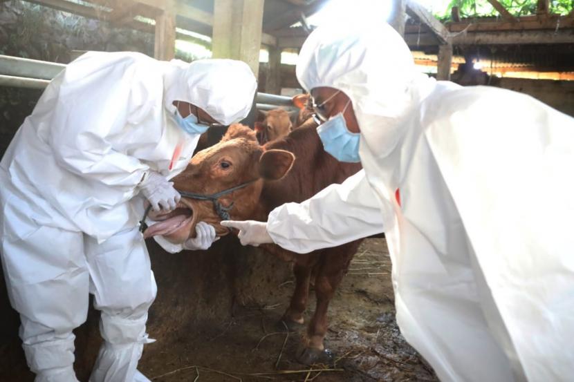 Menteri Pertanian Syahrul Yasin Limpo (Mentan SYL), melihat secara langsung pengobatan terhadap hewan ternak yang terkonfirmasi positif penyakit mulut dan kuku (PMK) di Kabupaten Sumedang, Jawa Barat.