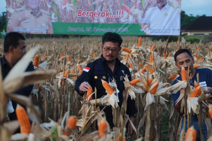 Menteri Pertanian Syahrul Yasin Limpo (Mentan SYL) menggelar panen jagung di kawasan Instalasi Penelitian dan Pengkajian Teknologi Pertanian (IP2TP) Banjarbaru Selatan, Kalimantan Selatan. SYL panen didampingi kepala dinas setempat dan juga jajaran kementan serta forkopimda lainya.