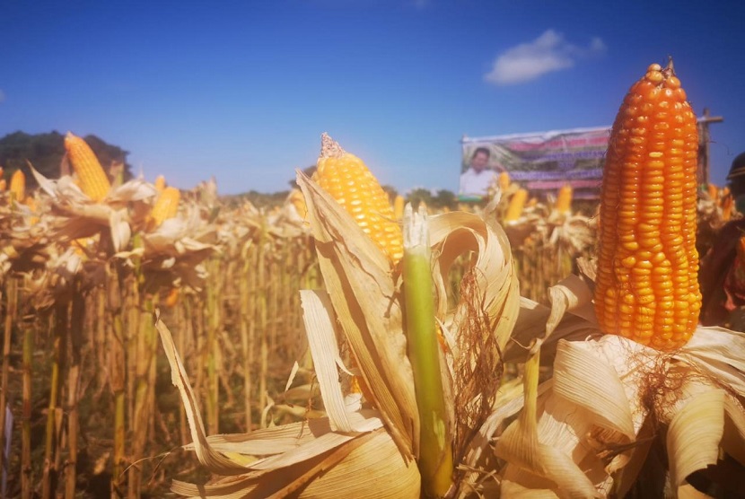 Kementerian Pertanian (Kementan) memberikan bantuan benih jagung hibrida varietas bioseed B89 dan pioneer P35 senilai Rp 6 miliar untuk Kabupaten Parigi Moutong, Sulawesi Tengah (Sulteng).  Ilustrasi tanaman jagung.