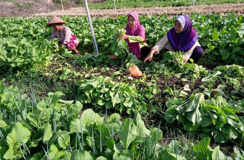 Menteri Pertanian Syahrul Yasin Limpo (SYL) kerap menekankan upaya meningkatkan pemanfaatan pekarangan rumah sebagai sumber pangan keluarga. Kegiatan Pekarangan Pangan Lestari (P2L) merupakan salah satu strategi dalam menjaga ketahanan pangan, terutama di masa pandemi Covid 19, maupun dalam menghadapi musim kemarau. 