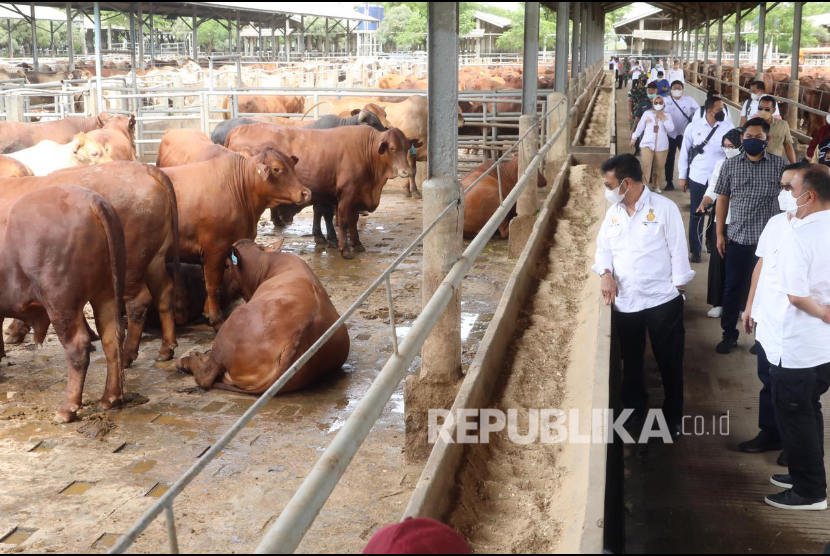 Menteri Pertanian Syahrul Yasin Limpo (SYL) melakukan kunjungan ke peternakan sapi  ke PT. Tanjung Unggul Mandiri (TUM) di Tangerang, Rabu (2/3/2022) Banten. Kunjungan ini untuk memastikan ketersediaan sapi siap potong untuk masyarakat aman dan tercukupi