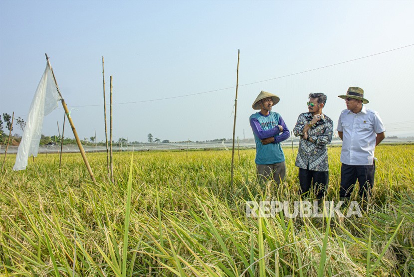 Menteri Pertanian Syahrul Yasin Limpo (tengah) bersama Kepala Staf Kepresidenan Moeldoko (kanan) berbincang dengan petani saat melakukan kunjungan kerja giat panen padi varietas Super Genjah M70D di Desa Curug, Klari, Karawang, Jawa Barat, Kamis (07/11/2019). 