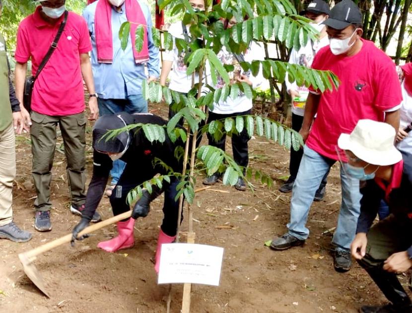 Menteri Sosial Tri Rismaharini yang juga Ketua DPP PDIP bidang Kebudataan itu melakukan penanaman pohon dan kebagian wilayah kerja di Daerah Aliran Sungai (DAS) Sungai Ciliwung, 