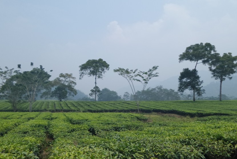 Menuju lokasi air terjun Tansi Ampek kita harus melewati hamparan perkebunan teh Mitra Kerinci yang menghantarkan sejuta kesejukan.