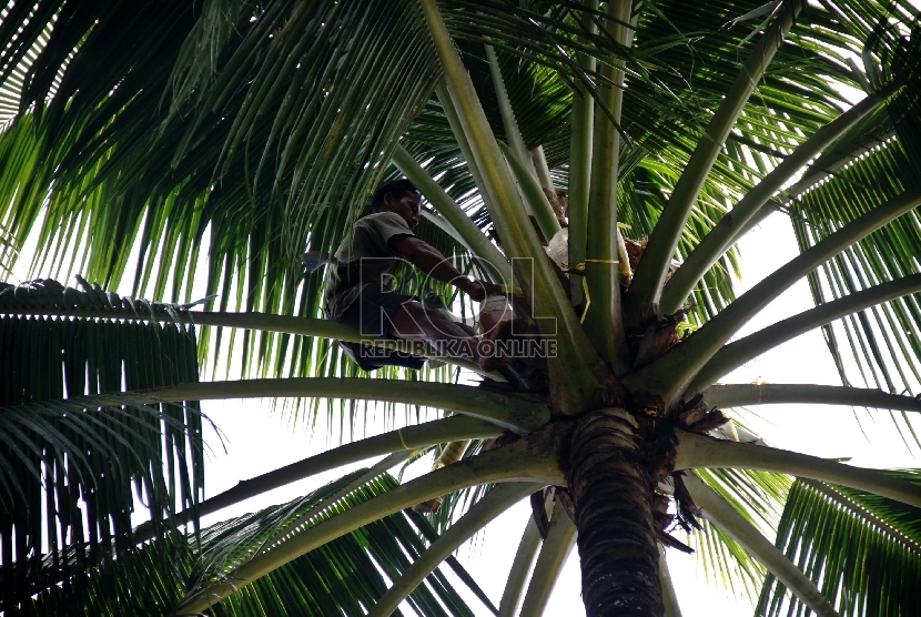 Menyadap cairan legen di ketinggian pohon kelapa