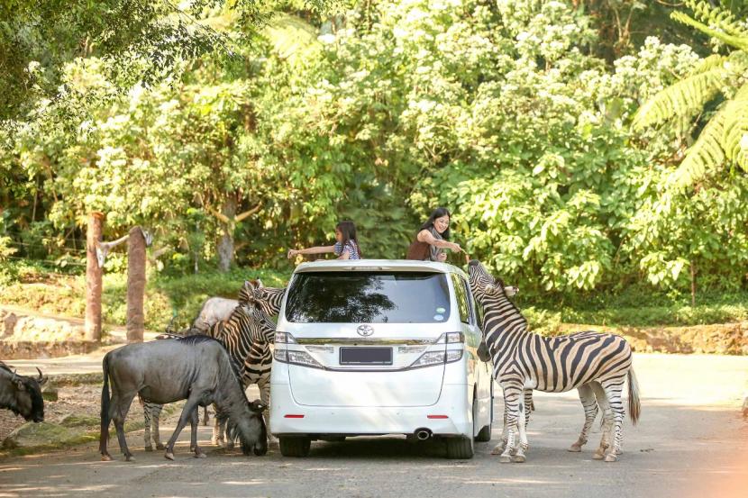 Menyambut Hari Raya Idul Fitri 1443 Hijriyah, Taman Safari Indonesia Bogor menghadirkan beragam penawaran menarik dengan tema besar Safari Lebaran  