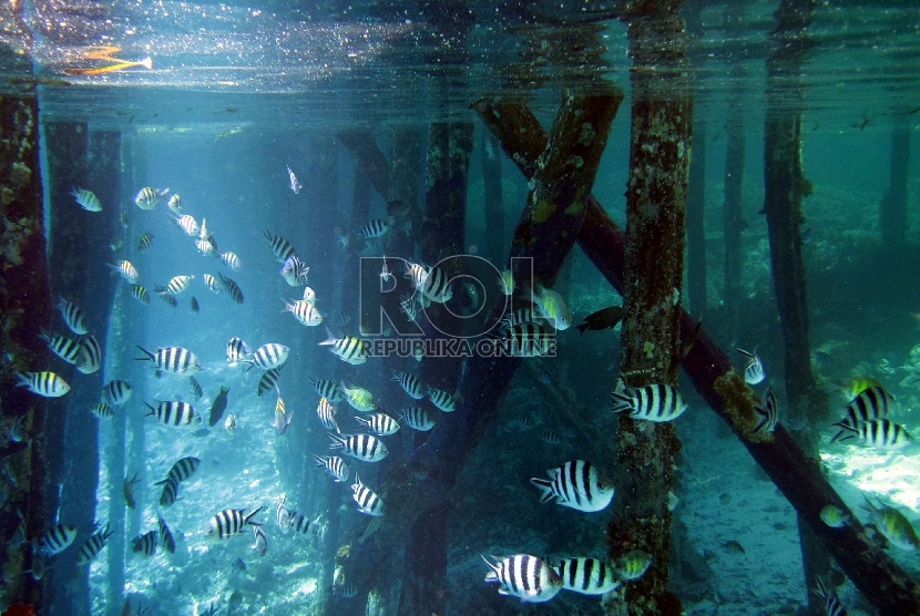 Menyelam merupakan salah satu jenis liburan yang digemari turis saat ke Indonesia.