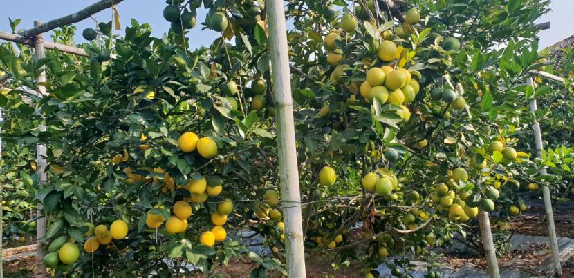 Menyikapi produktivitas lemon yang tinggi, pemerintah melalui Kementan langsung sigap menghubungkan ke pengusaha untuk diedarkan ke Jabodetabek dan Bali.