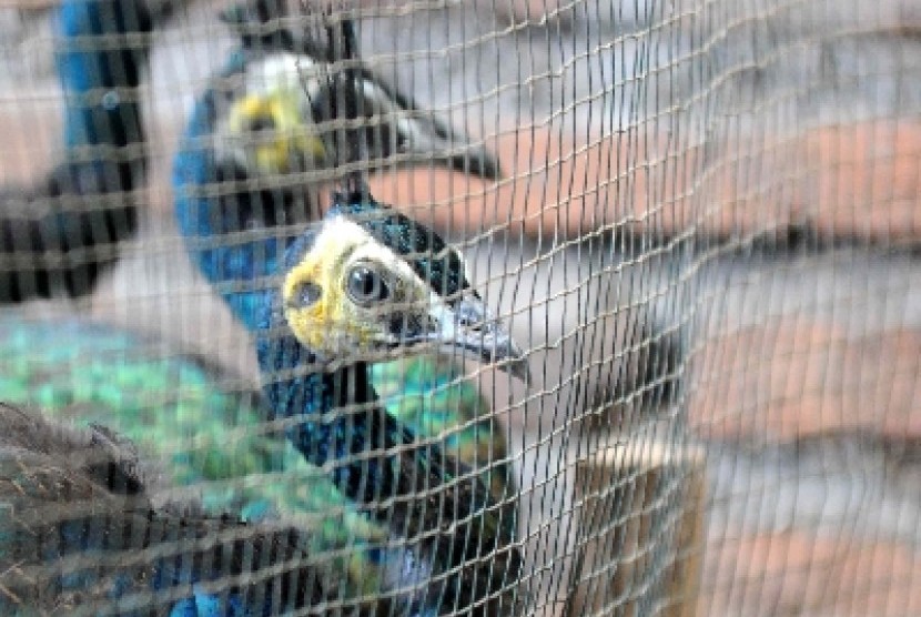 550+ Gambar Burung Merak Di Indonesia Terbaru