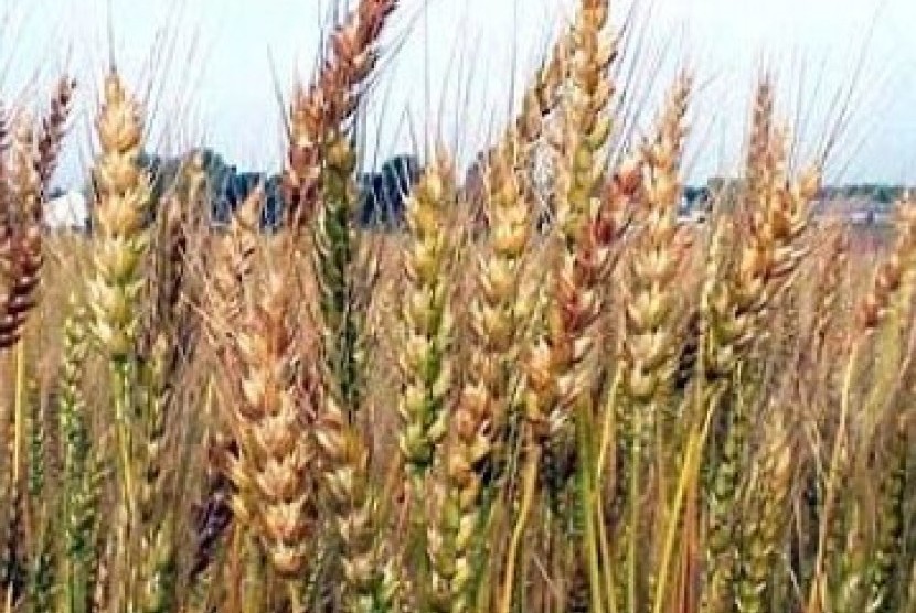 Mesir bertekad capai swasembada gandum dalam dua tahun (Ilustrasi)