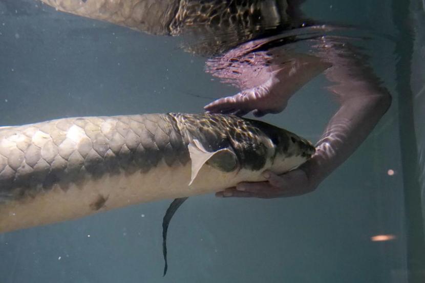 Metusalah, ikan yang diyakini sebagai ikan akuarium tertua di dunia.