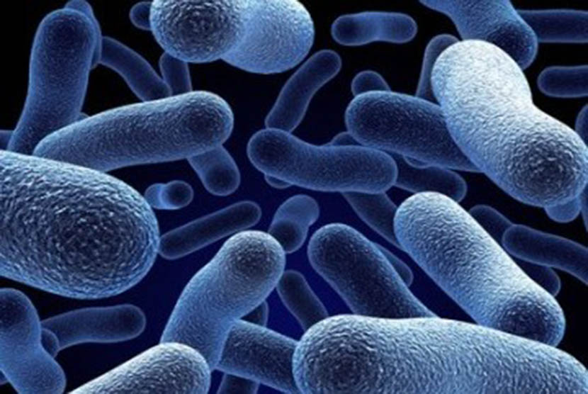 Mikroorganisme (ilustrasi)