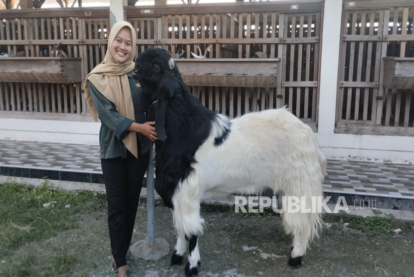 Kisah Mila Arlinda, Peternak Muda Tuban yang Sukses dari Lima Ekor Domba