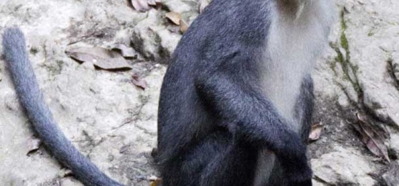 Miller’s Grizzled Langurs sit on  a tree branch in Wehea forest in eastern Borneo, Indonesia. 