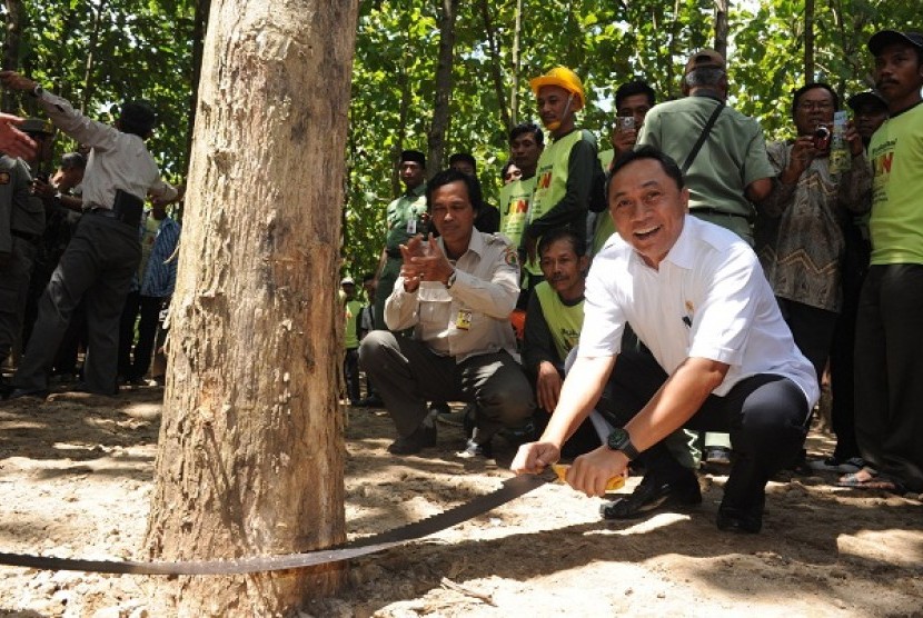  Minister of Forestry, Zulkifli Hasan, harvest the 5 year old teak tree in Magetan, East Java, on Monday.