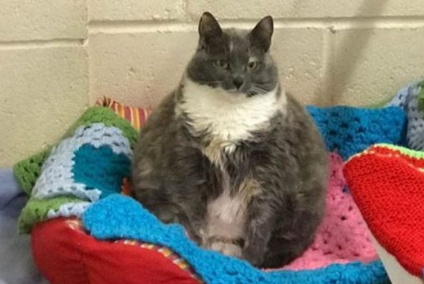 Mitzi, kucing paling gemuk di Inggris.