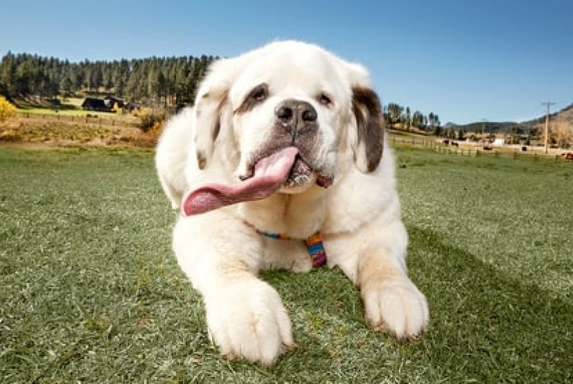 Mochi Mo Rickert memecahkan rekor dunia sebagai anjing dengan lidah terpanjang.
