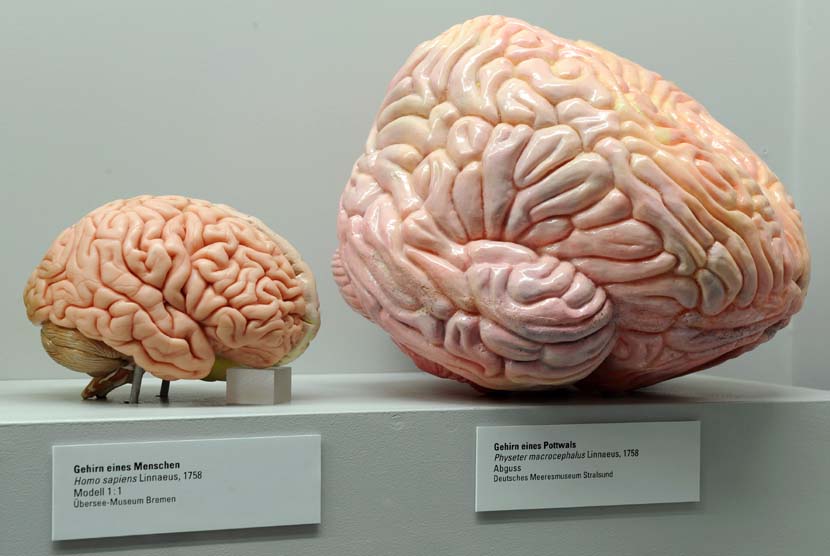 Model otak manusia (ilustrasi). Peneliti di Inggris melihat ada perbedaan ketebalan materi abu-abu (grey matters) di antara orang yang telah terinfeksi Covid-19 dan yang tidak.