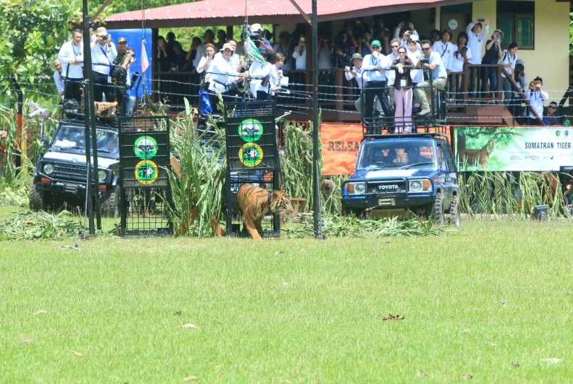 Momen pelepasliaran harimau Petir dari kandang.