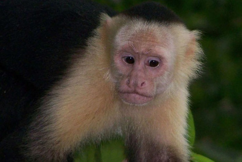 Monyet capuchin