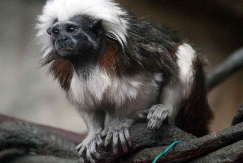 Monyet cotton-top tamarin