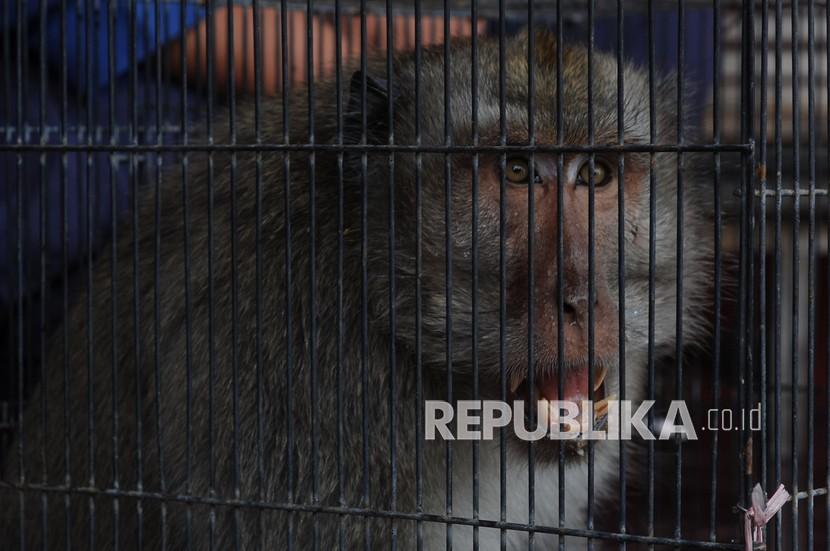 Inggris konfirmasi kasus cacar monyet yang dibawa dari seseorang dari Nigeria.