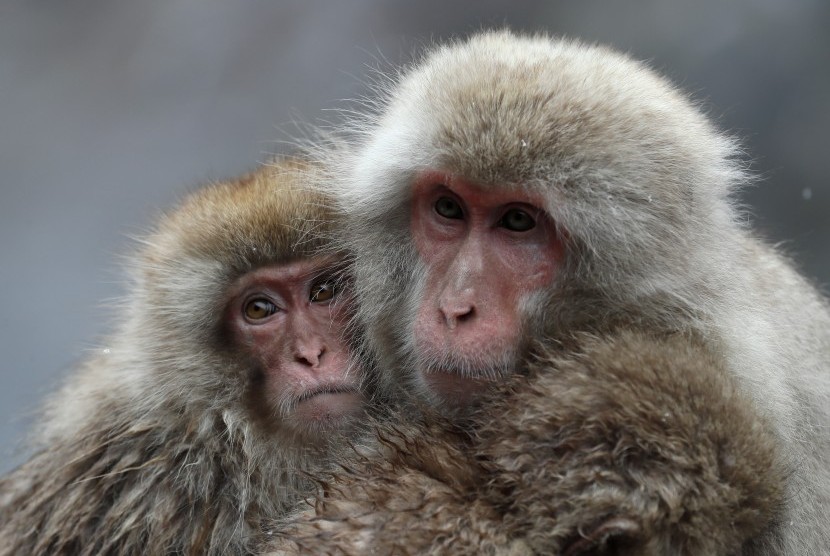Monyet jenis makaka dapat membuat manusia terinfeksi virus B melalui cakaran atau gigitan. Menyentuh mata, mulut, dan hidung monyet juga bisa membuat manusia terinfeksi.
